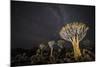 Quiver Trees (Aloe Dichotoma) with the Milky Way at Night, Keetmanshoop, Namibia-Wim van den Heever-Mounted Photographic Print