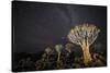 Quiver Trees (Aloe Dichotoma) with the Milky Way at Night, Keetmanshoop, Namibia-Wim van den Heever-Stretched Canvas