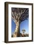 Quiver Trees (Aloe Dichotoma)-Lee Frost-Framed Photographic Print