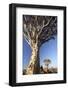 Quiver Trees (Aloe Dichotoma)-Lee Frost-Framed Photographic Print