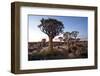 Quiver Trees (Aloe Dichotoma)-Lee Frost-Framed Photographic Print