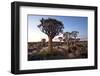 Quiver Trees (Aloe Dichotoma)-Lee Frost-Framed Photographic Print