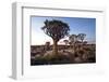 Quiver Trees (Aloe Dichotoma)-Lee Frost-Framed Photographic Print