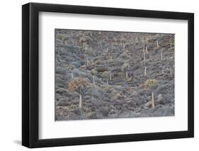 Quiver trees (Kokerboom) (Aloe dichotoma), Gannabos, Namakwa, Namaqualand, South Africa, Africa-James Hager-Framed Photographic Print