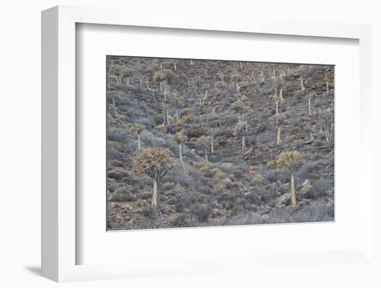 Quiver trees (Kokerboom) (Aloe dichotoma), Gannabos, Namakwa, Namaqualand, South Africa, Africa-James Hager-Framed Photographic Print