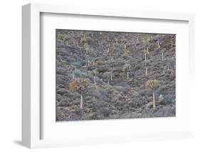 Quiver trees (Kokerboom) (Aloe dichotoma), Gannabos, Namakwa, Namaqualand, South Africa, Africa-James Hager-Framed Photographic Print