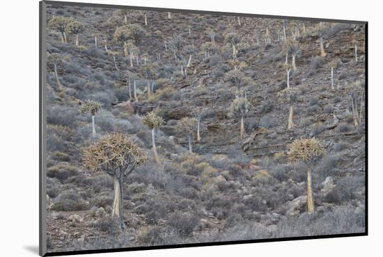 Quiver trees (Kokerboom) (Aloe dichotoma), Gannabos, Namakwa, Namaqualand, South Africa, Africa-James Hager-Mounted Photographic Print