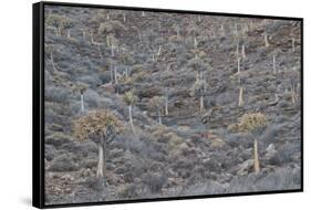 Quiver trees (Kokerboom) (Aloe dichotoma), Gannabos, Namakwa, Namaqualand, South Africa, Africa-James Hager-Framed Stretched Canvas