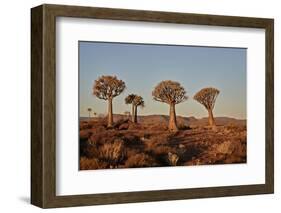 Quiver trees (Kokerboom) (Aloe dichotoma), Gannabos, Namakwa, Namaqualand, South Africa, Africa-James Hager-Framed Photographic Print