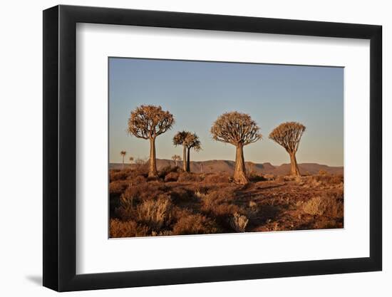 Quiver trees (Kokerboom) (Aloe dichotoma), Gannabos, Namakwa, Namaqualand, South Africa, Africa-James Hager-Framed Photographic Print