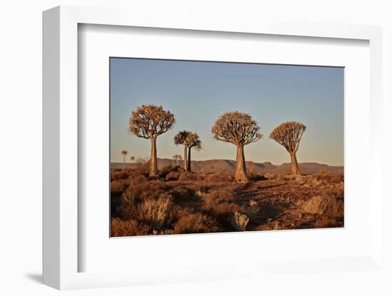 Quiver trees (Kokerboom) (Aloe dichotoma), Gannabos, Namakwa, Namaqualand, South Africa, Africa-James Hager-Framed Photographic Print