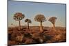 Quiver trees (Kokerboom) (Aloe dichotoma), Gannabos, Namakwa, Namaqualand, South Africa, Africa-James Hager-Mounted Photographic Print