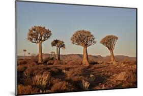 Quiver trees (Kokerboom) (Aloe dichotoma), Gannabos, Namakwa, Namaqualand, South Africa, Africa-James Hager-Mounted Photographic Print