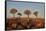Quiver trees (Kokerboom) (Aloe dichotoma), Gannabos, Namakwa, Namaqualand, South Africa, Africa-James Hager-Framed Stretched Canvas