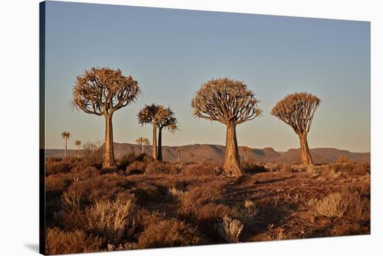 Quiver trees (Kokerboom) (Aloe dichotoma), Gannabos, Namakwa, Namaqualand, South Africa, Africa-James Hager-Stretched Canvas