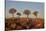 Quiver trees (Kokerboom) (Aloe dichotoma), Gannabos, Namakwa, Namaqualand, South Africa, Africa-James Hager-Stretched Canvas