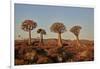 Quiver trees (Kokerboom) (Aloe dichotoma), Gannabos, Namakwa, Namaqualand, South Africa, Africa-James Hager-Framed Photographic Print