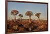 Quiver trees (Kokerboom) (Aloe dichotoma), Gannabos, Namakwa, Namaqualand, South Africa, Africa-James Hager-Framed Photographic Print