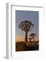 Quiver trees landscape at sunrise, Namibia-Darrell Gulin-Framed Photographic Print