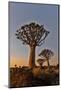 Quiver trees landscape at sunrise, Namibia-Darrell Gulin-Mounted Photographic Print