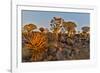 Quiver trees landscape, Namibia-Darrell Gulin-Framed Photographic Print