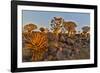 Quiver trees landscape, Namibia-Darrell Gulin-Framed Photographic Print