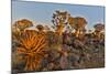 Quiver trees landscape, Namibia-Darrell Gulin-Mounted Photographic Print