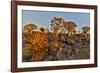 Quiver trees landscape, Namibia-Darrell Gulin-Framed Photographic Print
