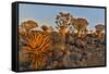 Quiver trees landscape, Namibia-Darrell Gulin-Framed Stretched Canvas