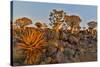 Quiver trees landscape, Namibia-Darrell Gulin-Stretched Canvas