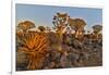 Quiver trees landscape, Namibia-Darrell Gulin-Framed Photographic Print