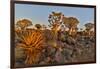 Quiver trees landscape, Namibia-Darrell Gulin-Framed Photographic Print