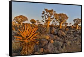 Quiver trees landscape, Namibia-Darrell Gulin-Framed Stretched Canvas