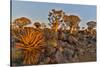 Quiver trees landscape, Namibia-Darrell Gulin-Stretched Canvas