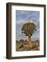 Quiver trees landscape, Namibia-Darrell Gulin-Framed Photographic Print