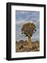 Quiver trees landscape, Namibia-Darrell Gulin-Framed Photographic Print