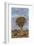 Quiver trees landscape, Namibia-Darrell Gulin-Framed Photographic Print