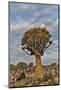 Quiver trees landscape, Namibia-Darrell Gulin-Mounted Photographic Print