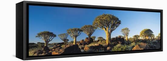 Quiver Trees, Namibia, Africa.-Lee Frost-Framed Stretched Canvas