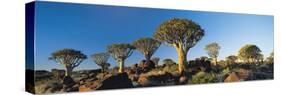 Quiver Trees, Namibia, Africa.-Lee Frost-Stretched Canvas