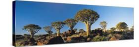 Quiver Trees, Namibia, Africa.-Lee Frost-Stretched Canvas