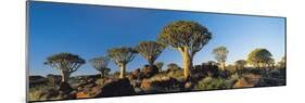 Quiver Trees, Namibia, Africa.-Lee Frost-Mounted Photographic Print