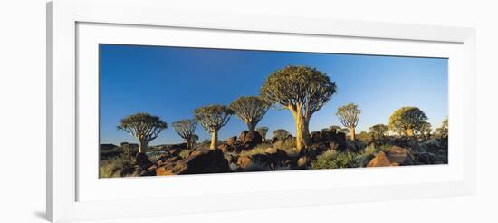 Quiver Trees, Namibia, Africa.-Lee Frost-Framed Photographic Print