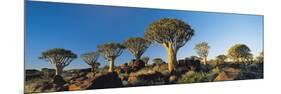 Quiver Trees, Namibia, Africa.-Lee Frost-Mounted Photographic Print