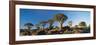 Quiver Trees, Namibia, Africa.-Lee Frost-Framed Photographic Print