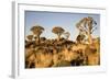 Quiver Trees-mddfiles-Framed Photographic Print