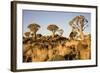 Quiver Trees-mddfiles-Framed Photographic Print