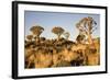 Quiver Trees-mddfiles-Framed Photographic Print