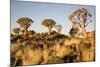 Quiver Trees-mddfiles-Mounted Photographic Print