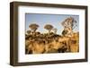 Quiver Trees-mddfiles-Framed Photographic Print